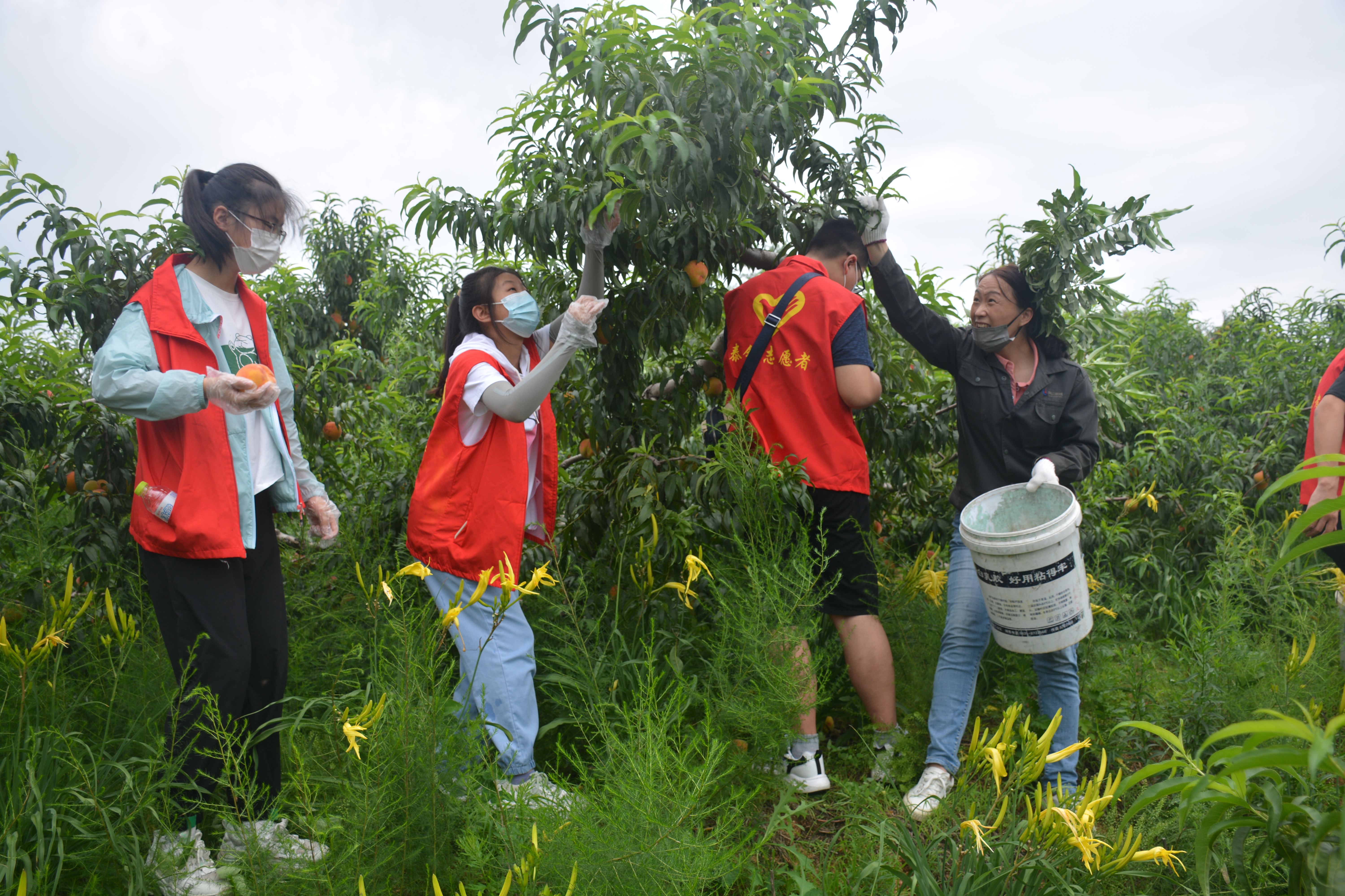 泰鋼青年志愿者幫助農民采摘